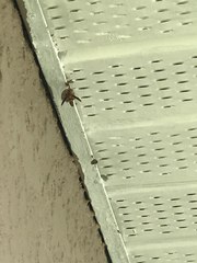 Fuscopolistes