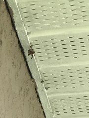Fuscopolistes