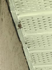 Fuscopolistes