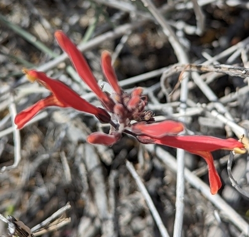 Justicia californica