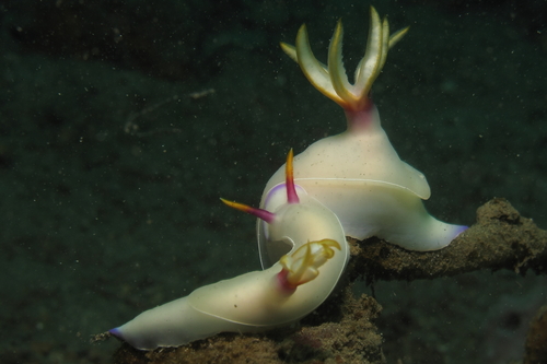 Hypselodoris bullockii