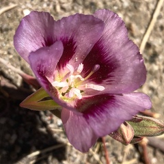 Clarkia speciosa