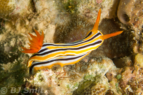 Chromodoris magnifica