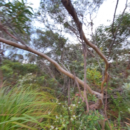 Image of Eucalyptus burgessiana by (c) ronavery, some rights reserved (CC BY)