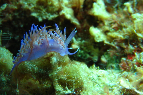 Flabellina affinis