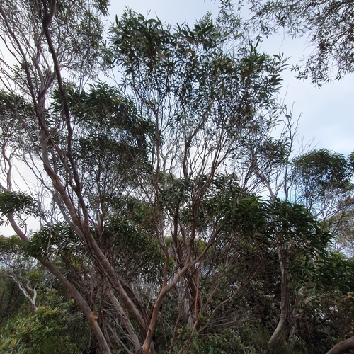 Image of Eucalyptus burgessiana by (c) ronavery, some rights reserved (CC BY)