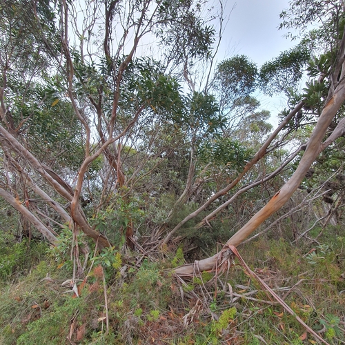 Image of Eucalyptus burgessiana by (c) ronavery, some rights reserved (CC BY)