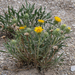 Oonopsis puebloensis - Photo (c) Ernie Marx, algunos derechos reservados (CC BY-NC), subido por Ernie Marx