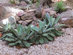 Agave seemanniana