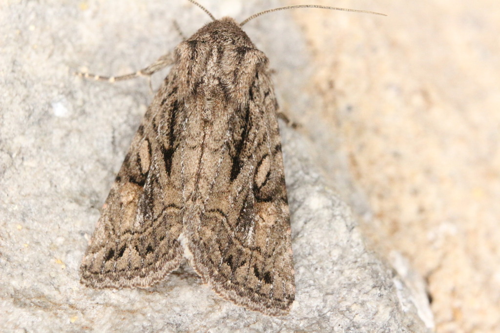 Orbiculate Quaker