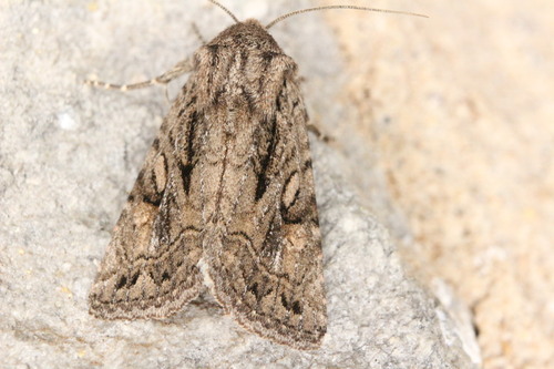 Ulolonche orbiculata Smith, 1891