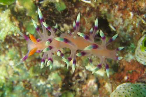 Coryphellina exoptata