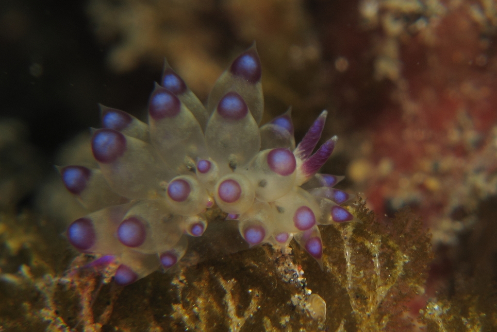 Harlequin Flame