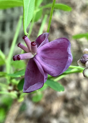 으름덩굴 (Akebia quinata): 기원과 용도 — 사진 3