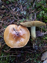 Tricholoma frondosae