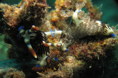 Nembrotha lineolata
