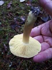 Tricholoma frondosae