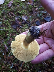Tricholoma frondosae