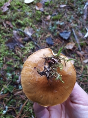 Tricholoma frondosae