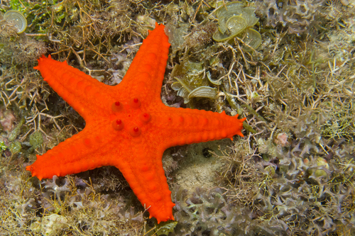 Oreasteridae