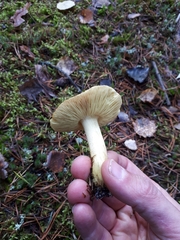 Tricholoma frondosae