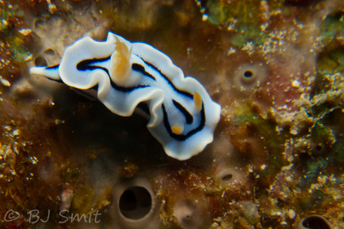 Chromodoris dianae