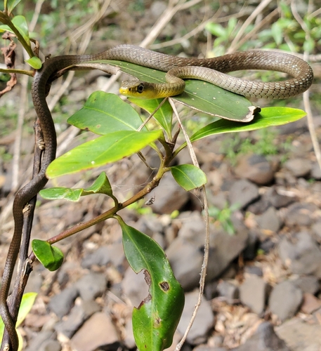 Common Tree Snake sighting