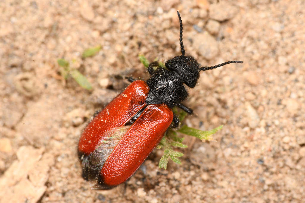 Stansbury's Blister Beetle