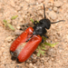 Stansbury's Blister Beetle - Photo (c) Chloe and Trevor Van Loon, some rights reserved (CC BY), uploaded by Chloe and Trevor Van Loon