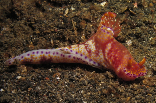 Ceratosoma gracillimum