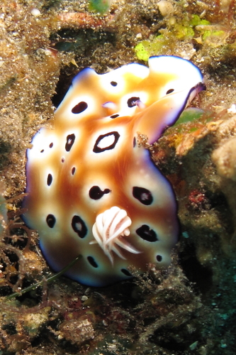 Goniobranchus leopardus