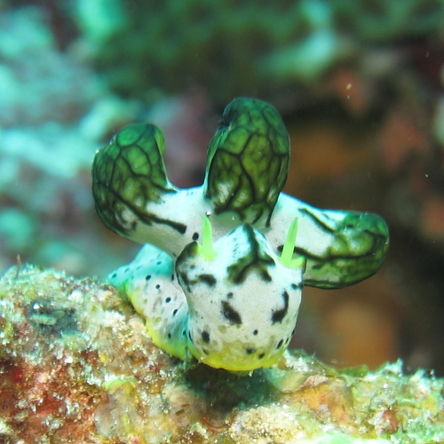 Notodoris serenae
