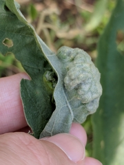 Ditylenchus phyllobius