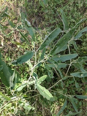 Ditylenchus phyllobius