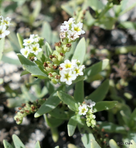 Heliotropium curassavicum observed 2018-10-02