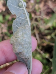 Ditylenchus phyllobius