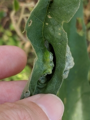 Ditylenchus phyllobius