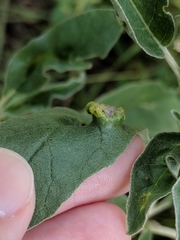 Ditylenchus phyllobius