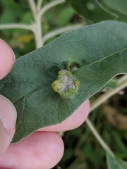 Ditylenchus phyllobius