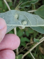 Ditylenchus phyllobius