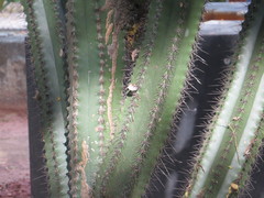 Cactaceae