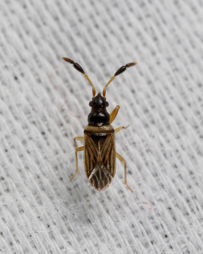 Clubbed Seed Bug photo 4