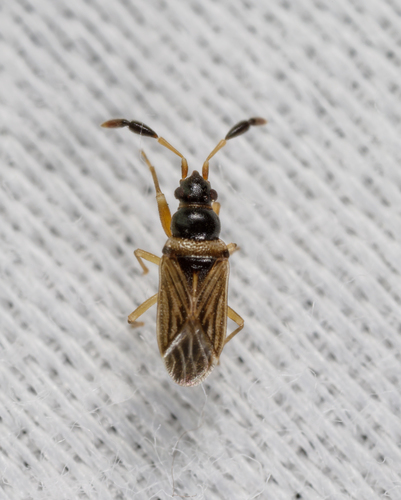 Clubbed Seed Bug photo 5