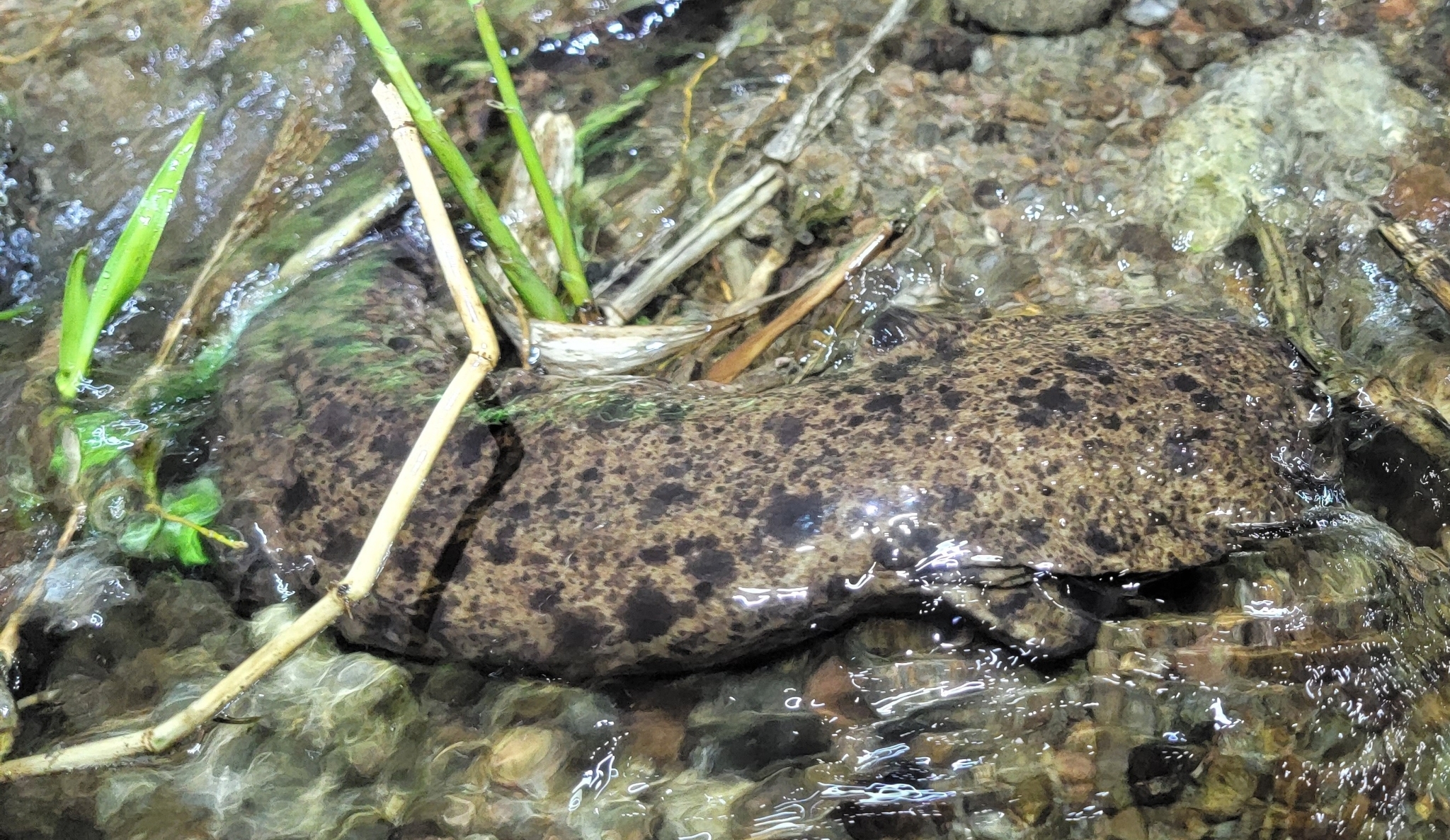 Andrias japonicus (Temminck, 1836)