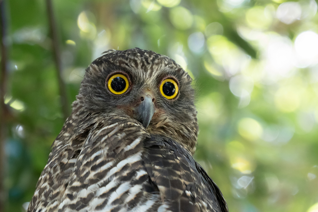 Powerful Owl in March 2023 by James Bennett · iNaturalist