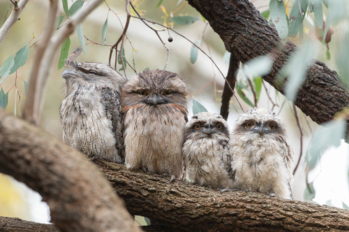 Tawny Frogmouth, photo 9 of 9