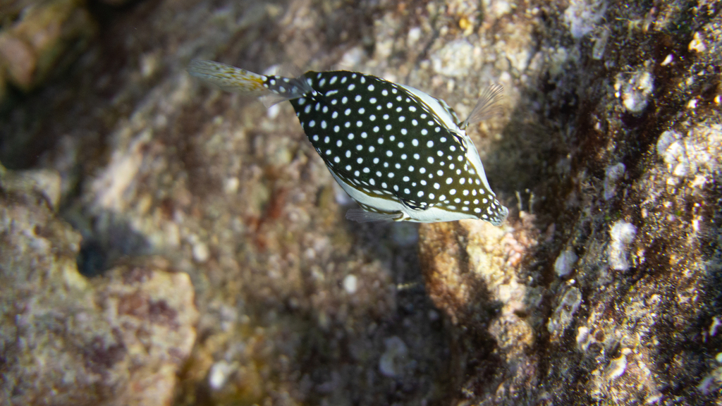 Whitley's Boxfish