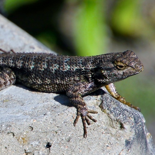 iNaturalist observation photo of Western Fence Lizard