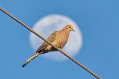 Mourning Dove photo 2