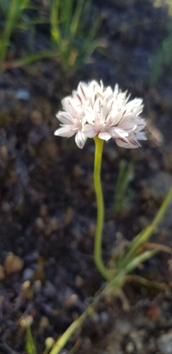 Image of Allium haematochiton by (c) Katie Pearson, some rights reserved (CC BY)